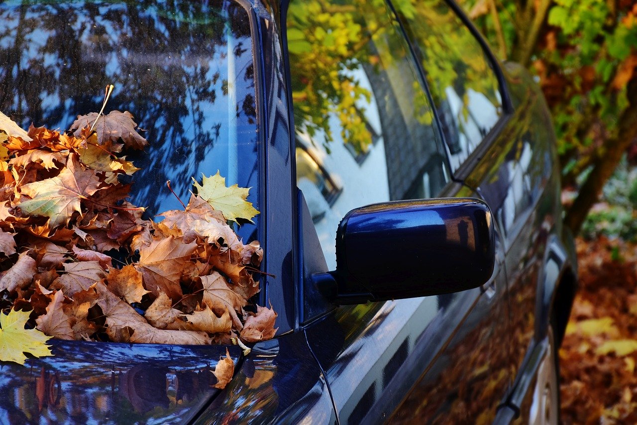 hojas sobre el coche